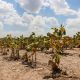 Por la sequía la provincia declaró la emergencia agropecuaria en todo el territorio santafesino