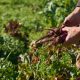 La provincia lanza una línea de asistencia sin reintegro para pequeños productores hortícolas