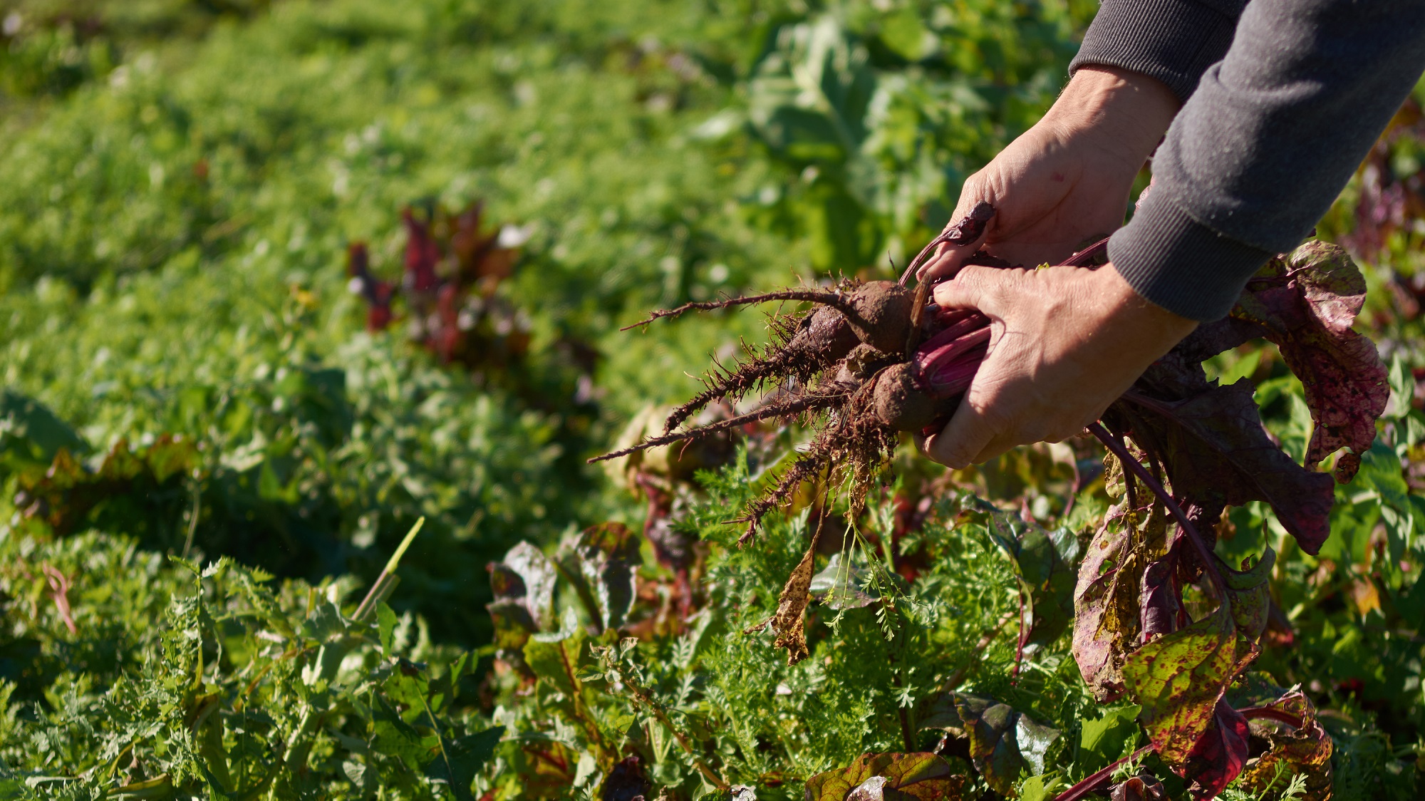 Lee más sobre el artículo La provincia lanza una línea de asistencia sin reintegro para pequeños productores hortícolas