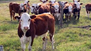 Lee más sobre el artículo Asistencia financiera para pequeños productores de la zona norte de Santa Fe