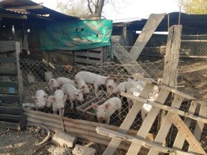 Lee más sobre el artículo La provincia brindó recomendaciones ante el aumento de casos de triquinosis