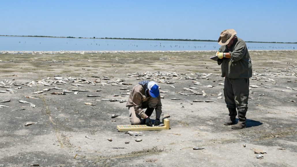 El Ministerio de Ambiente y Cambio Climático analizó la mortandad de peces en la Laguna del Plata en Vera y Pintado