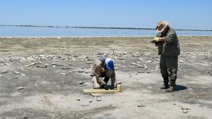 Lee más sobre el artículo El Ministerio de Ambiente y Cambio Climático analizó la mortandad de peces en la Laguna del Plata en Vera y Pintado