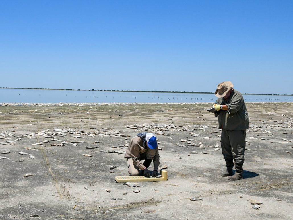 La provincia informó resultado de estudios sobre la mortandad de peces en la laguna del Plata