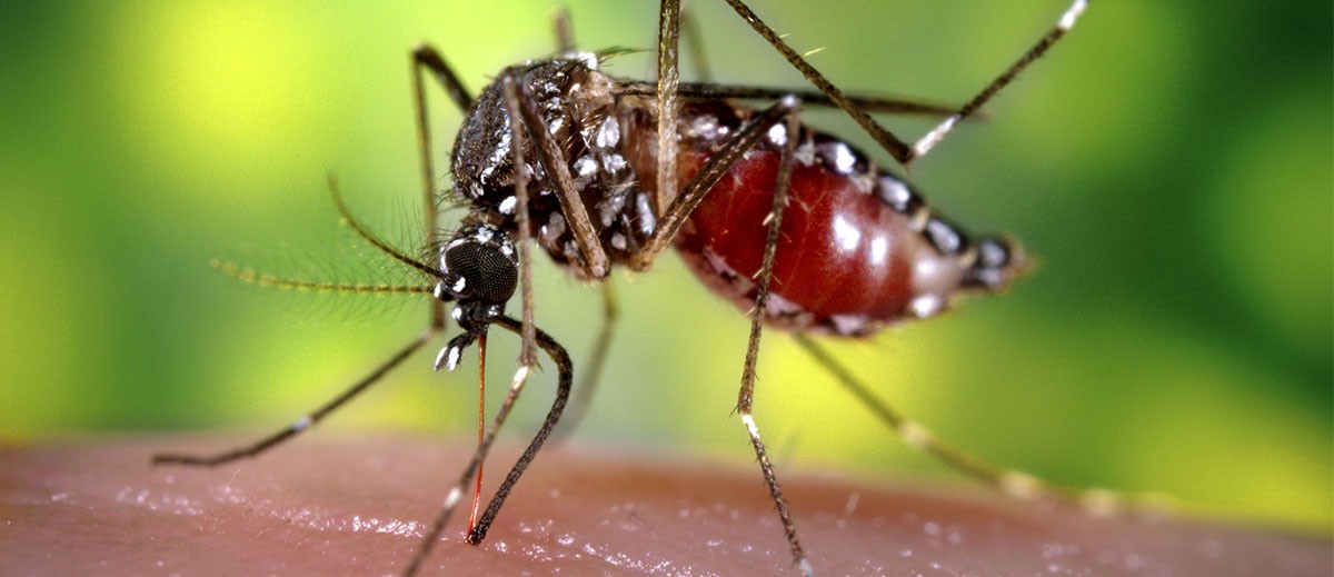 La provincia recomienda extremar los cuidados para prevenir el dengue y el chikungunya