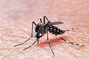 Confirman casos de dengue en la provincia de Santa Fe