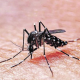 Confirman casos de dengue en la provincia de Santa Fe