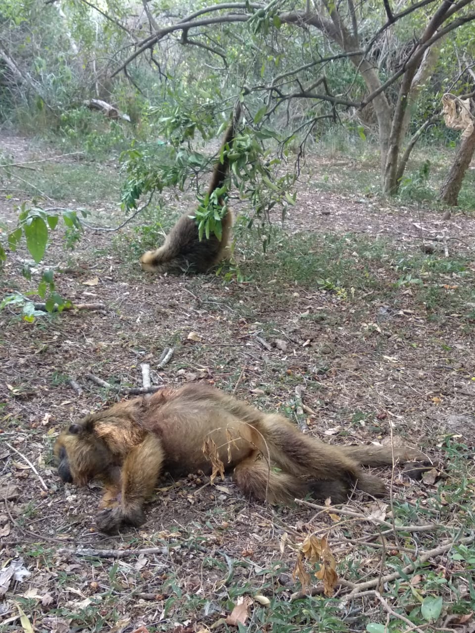 Lee más sobre el artículo Repudio a matanza de dos primates camino a Puerto Reconquista