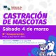 Mascotas en Avellaneda: vuelven las castraciones este fin de semana