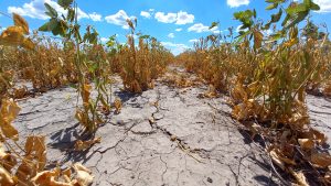 Lee más sobre el artículo La provincia extiende la fecha de presentación de solicitudes para acceder a los beneficios de la Emergencia Agropecuaria
