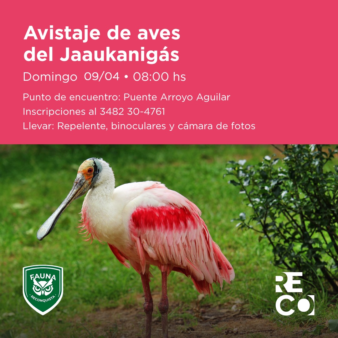 Lee más sobre el artículo ¡Ven a descubrir la fascinante avifauna de Reconquista en el Jaaukanigás!