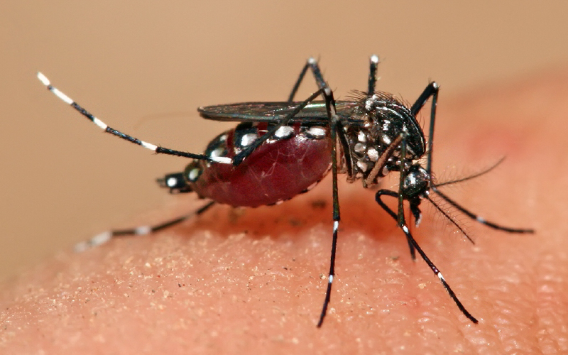 Lee más sobre el artículo El Ministerio de Salud actualizó los datos de dengue: 15.747 casos en la provincia