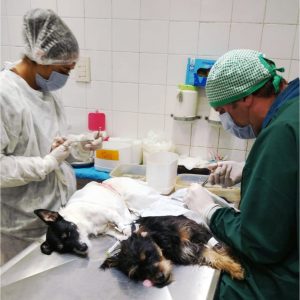 Lee más sobre el artículo El Municipio realizó más de mil castraciones gratuitas en lo que va del año