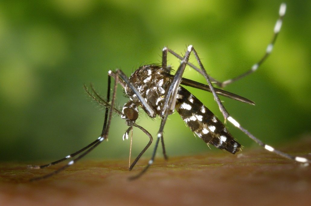 La provincia actualizó los casos de dengue en Santa Fe