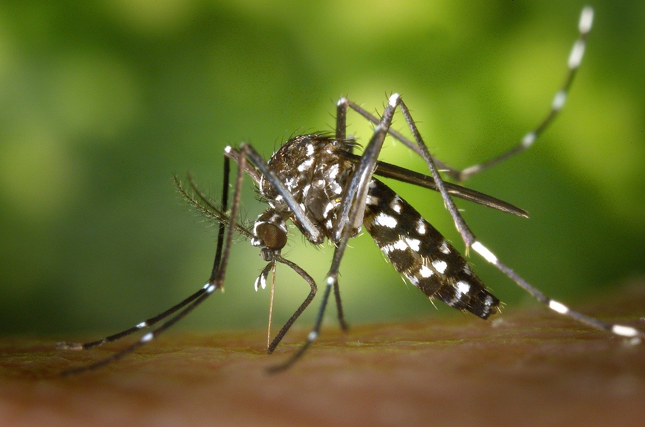 Lee más sobre el artículo La provincia actualizó los casos de dengue en Santa Fe