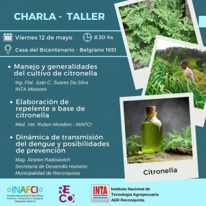 Lee más sobre el artículo Plantar y cultivar citronella, la planta repelente de mosquitos