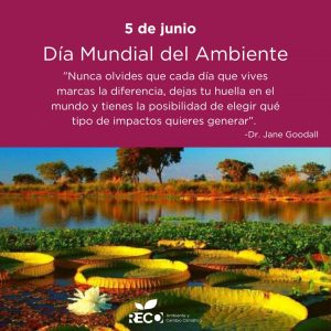 Lee más sobre el artículo Día Mundial del Medio Ambiente: es hora de proteger el ambiente entero