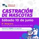 Castración de mascotas: este sábado, llega a B° Belgrano