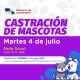 Castración de mascotas en Avellaneda: hoy, en la sede de Scouts