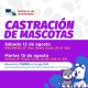Castración de mascotas en Avellaneda: No olvides reservar tus turnos