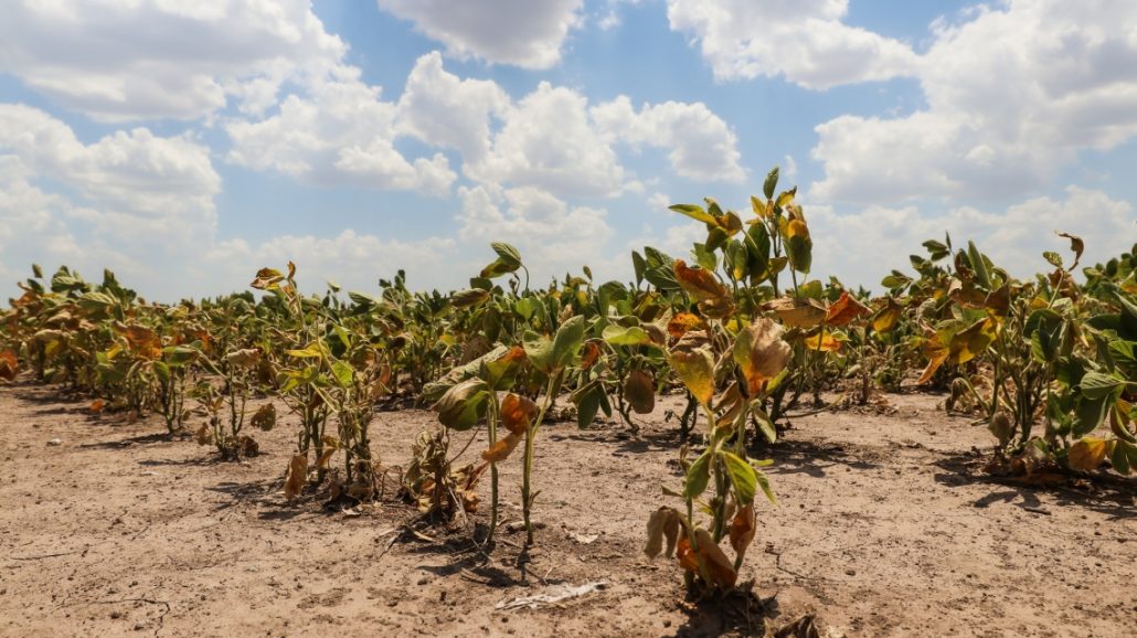 La provincia abre nuevamente la reinscripción para productores con certificado de Emergencia Agropecuaria afectados por la sequía
