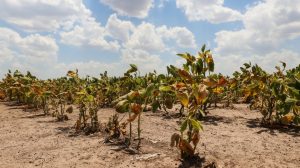 Lee más sobre el artículo La provincia abre nuevamente la reinscripción para productores con certificado de Emergencia Agropecuaria afectados por la sequía