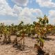 La provincia abre nuevamente la reinscripción para productores con certificado de Emergencia Agropecuaria afectados por la sequía