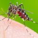 Dengue en Avellaneda: descenso en la curva de casos