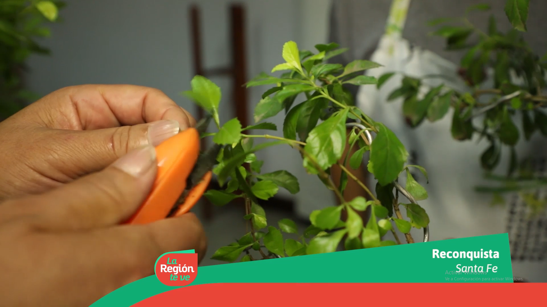 Lee más sobre el artículo «La Región Te Ve» continúa con la segunda parte de Historias del Bonsai