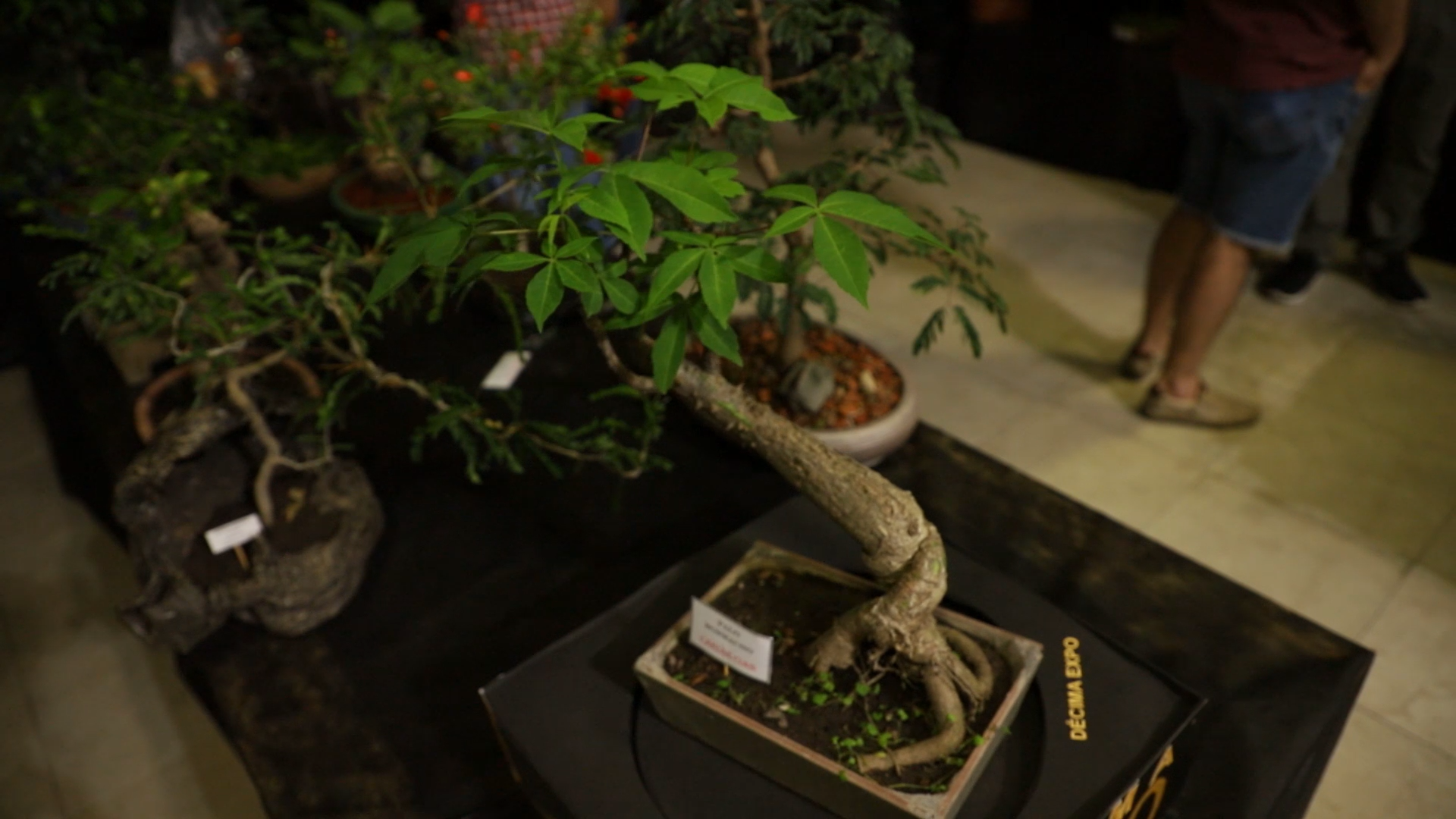 Lee más sobre el artículo Décima Expo-Bonsai en Reconquista: «Historias del Bonsai» en La Región Te Ve