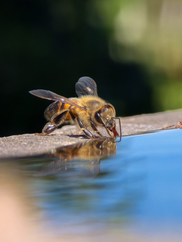 Ganadores del Concurso de Fotografía “Lente Apícola” 2026